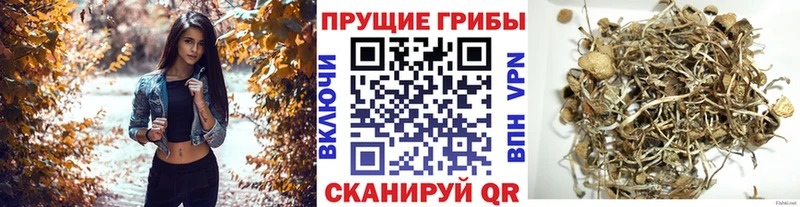 где купить наркотик Махачкала Галлюциногенные грибы мухоморы