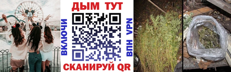 Марихуана конопля  Махачкала 